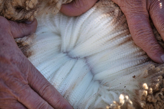 The Natural Power of Merino Wool